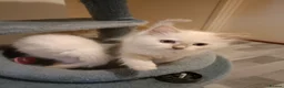 Ragdoll cats for sale: Ready now Rare active fawn point boy - Advert 6
