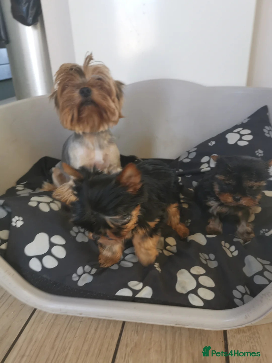 Yorkshire Terrier dogs for sale: Very small size girl and boy - Advert 2