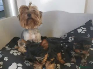 Yorkshire Terrier dogs Very small size girl and boy in Sheerness - Advert 12