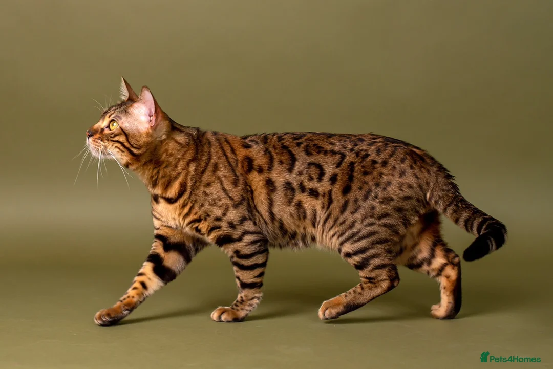 Bengal cats for stud: Stud cat Tica actives 5 generations pedigree  in Barnsley - Advert 7