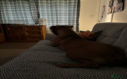 Mixed Breed dogs for sale: Oden  - Image 2