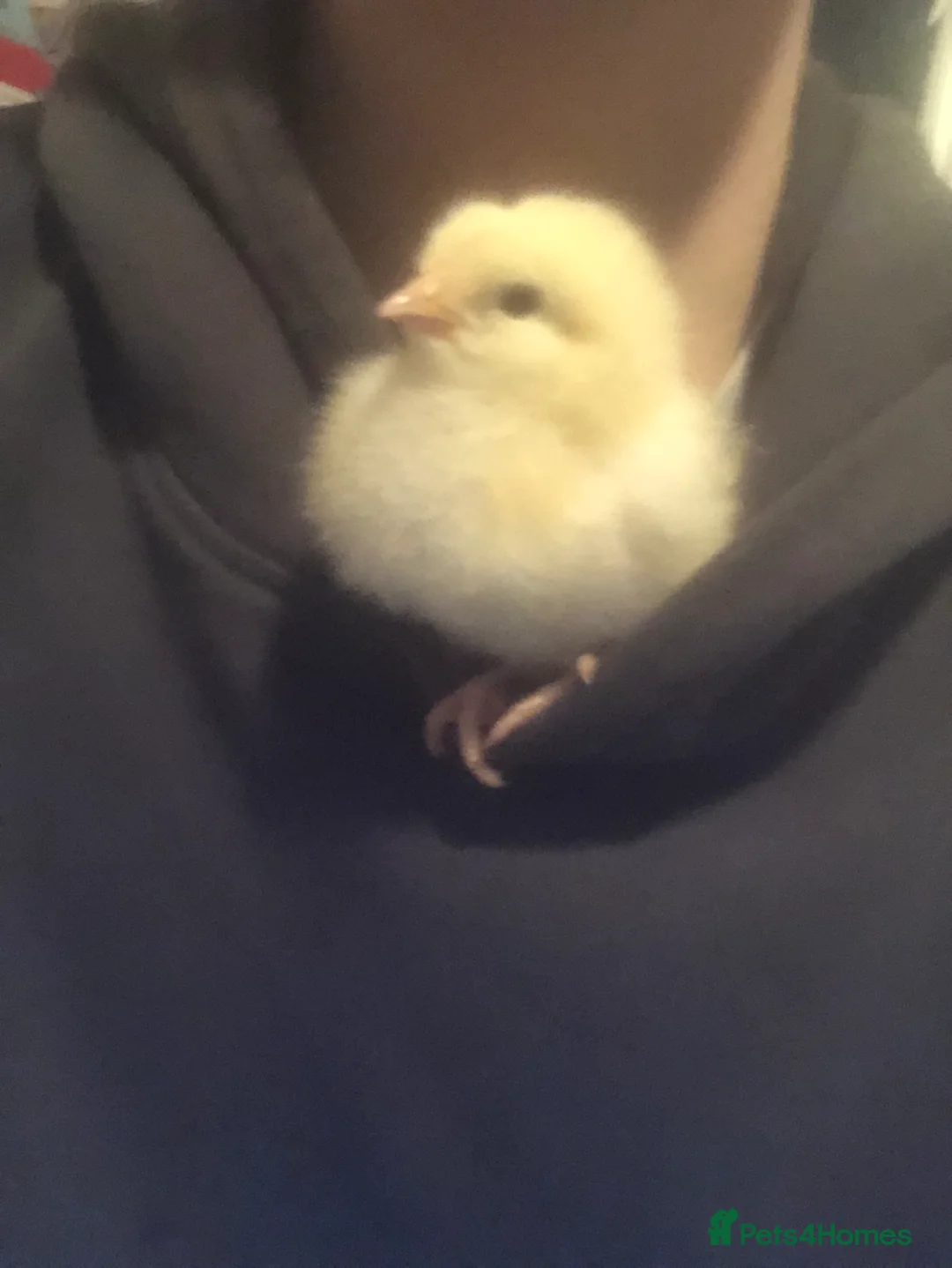 Chickens poultry for sale: Day old chicks for sale  - Advert 6