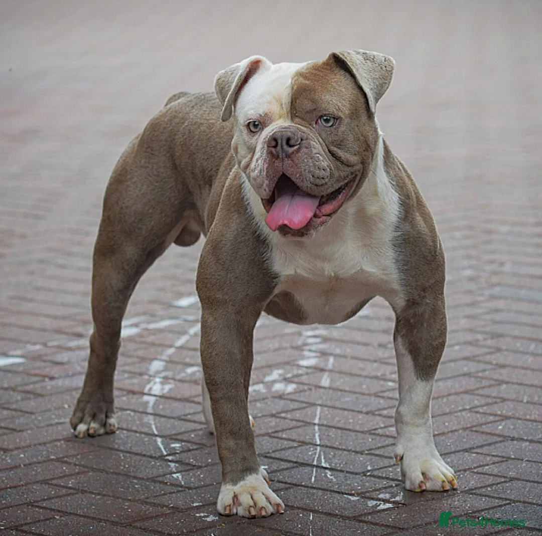 Olde English Bulldogge dogs for sale: 5⭐️COUNCIL APPROVED,LICENSED, 23 YEARS EXPERIENCE. - Advert 6