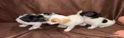 Mixed Breed dogs for sale: Gorgeous Girls Cavajackpoos in Cranleigh - Advert 11