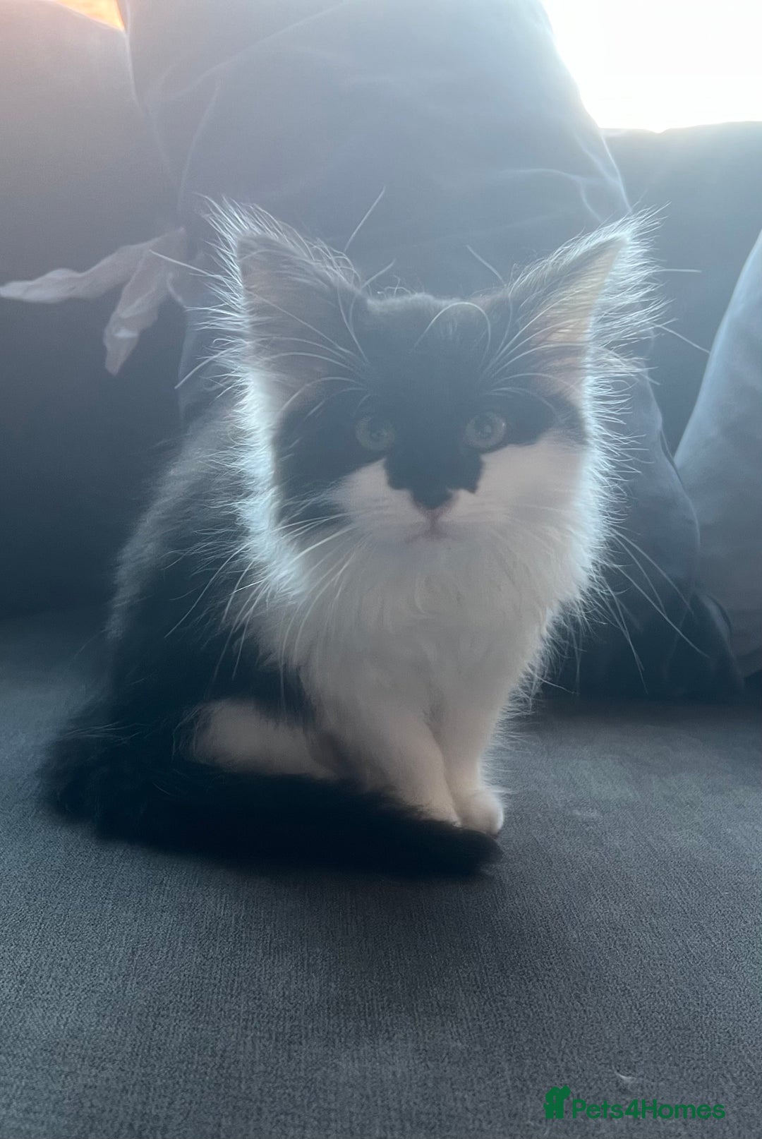 Mixed Breed cats for sale: Beautiful long hair girl needs a home. - Advert 1