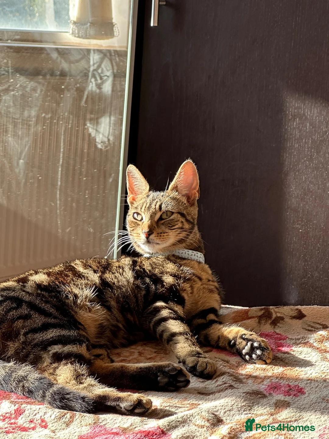 Mixed Breed cats for sale: Luna  - Advert 2