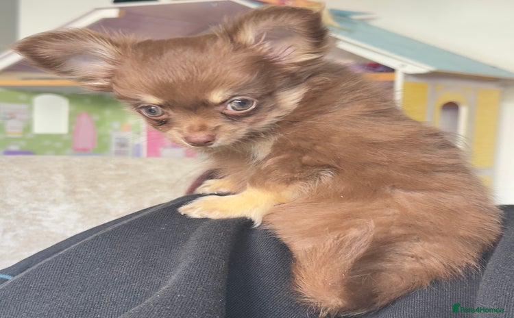 Chihuahua dogs - Advert 12