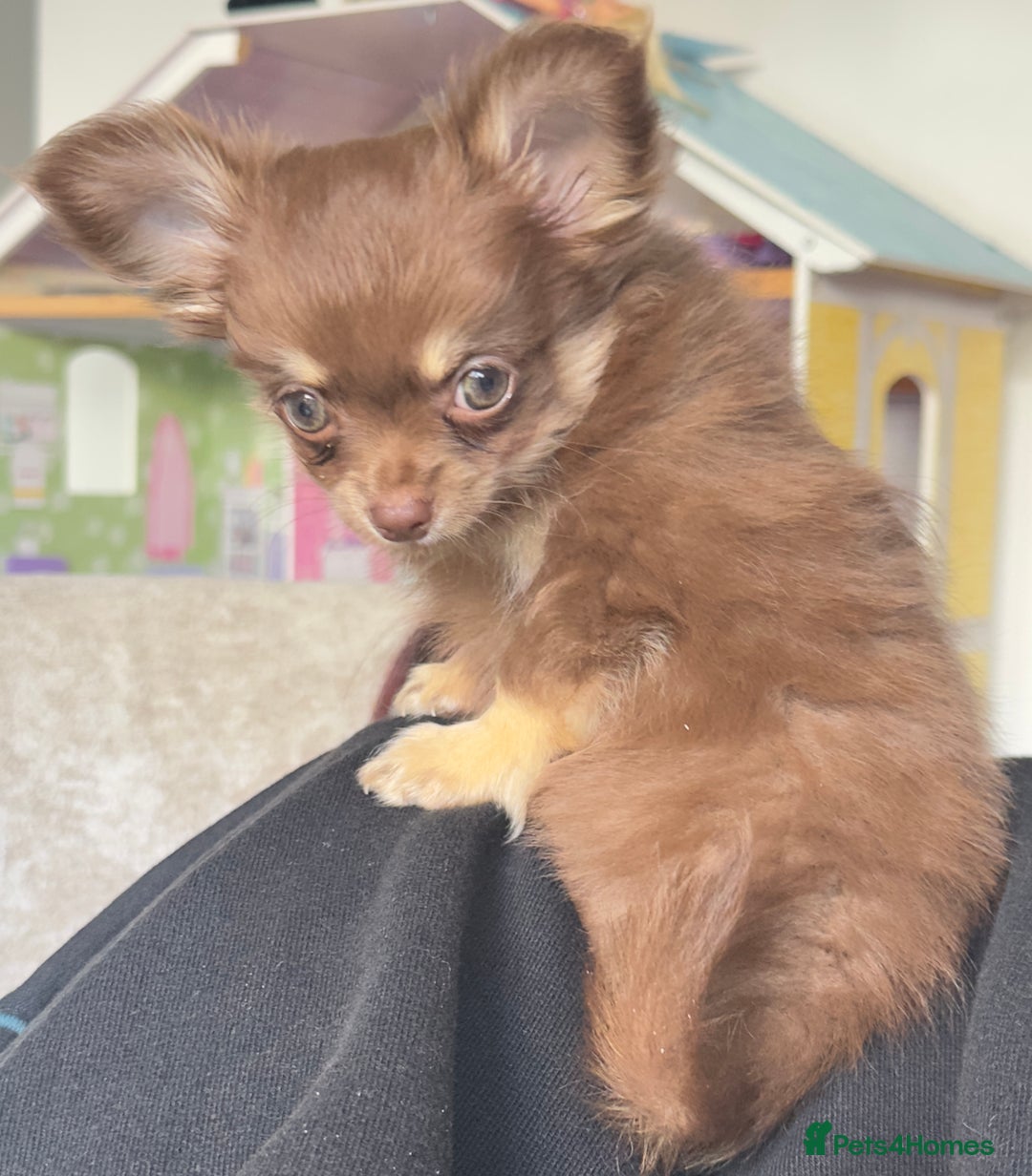 Chihuahua dogs for sale: KC Reg Chocolate and Tan Long-Coat Chihuahua Puppy - Image 10