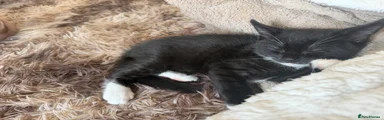 Mixed Breed 1