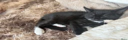 Mixed Breed cats for sale: Bandit in Axminster - Advert 2