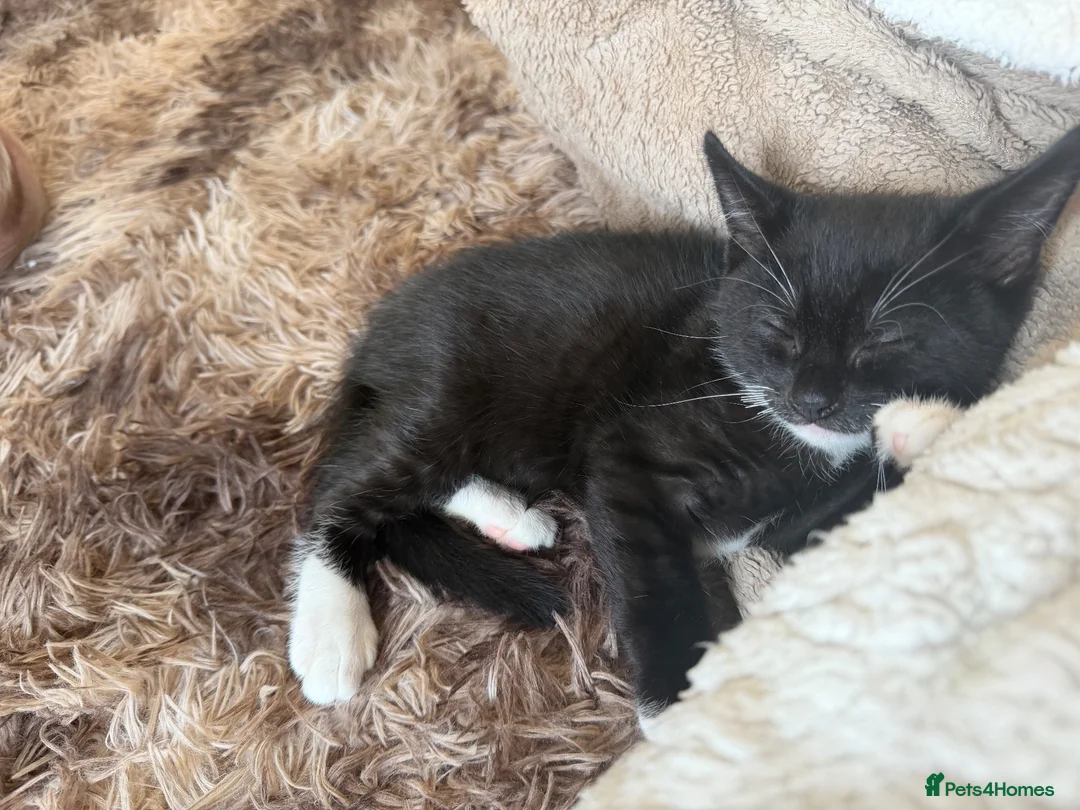 Mixed Breed cats for sale: Bandit in Axminster - Advert 2