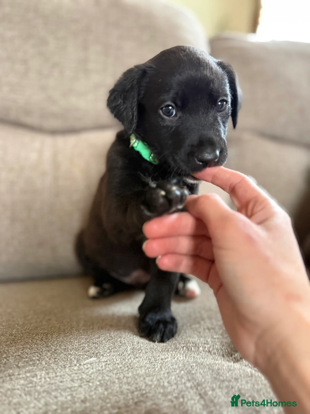 Mixed Breed dogs for sale: Beautiful lab lurcher pups  - Advert 1