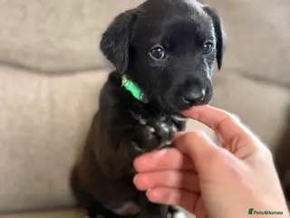 Mixed Breed dogs Beautiful lab lurcher pups - Advert 15