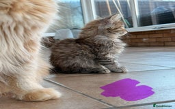 Maine Coon cats for sale: 🐾 Maine Coon Kittens X needing forever home 🐾 - Image 4