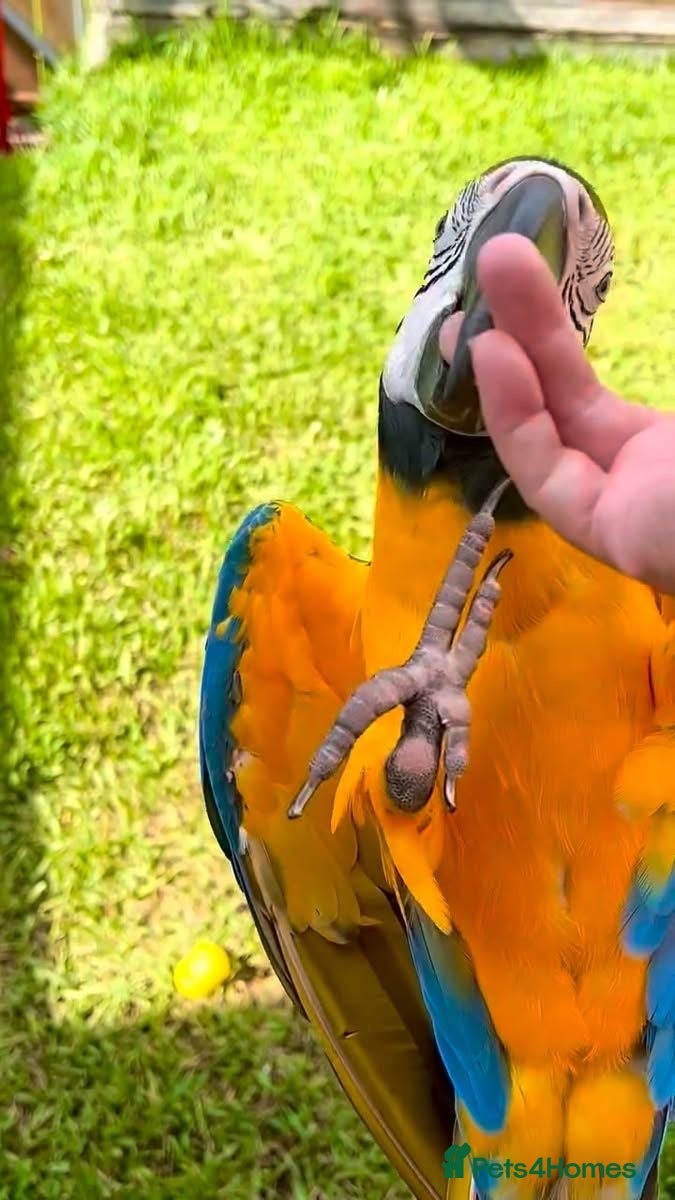 Macaws birds Blue maccaw parrot for sale (male) - Advert 1