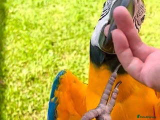 Macaws birds Blue maccaw parrot for sale (male) - Advert 1