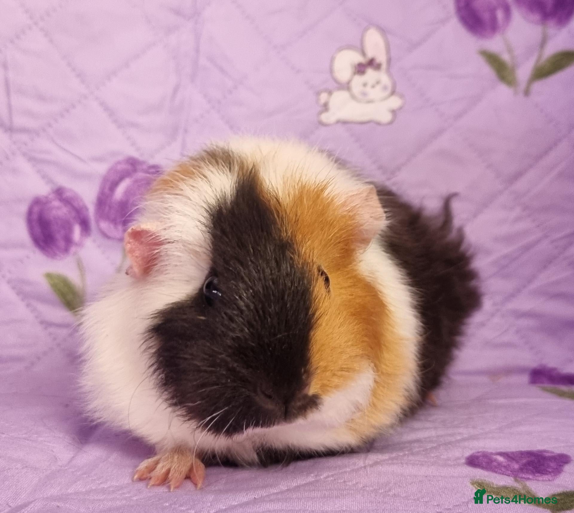 Guinea Pig rodents Beautiful Baby Guinea Pigs for sale  - Advert 6
