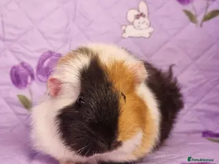 Guinea Pig rodents Beautiful Baby Guinea Pigs for sale - Advert 6