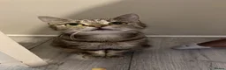 Mixed Breed cats for sale: 6 gorgeous kittens - Advert 1