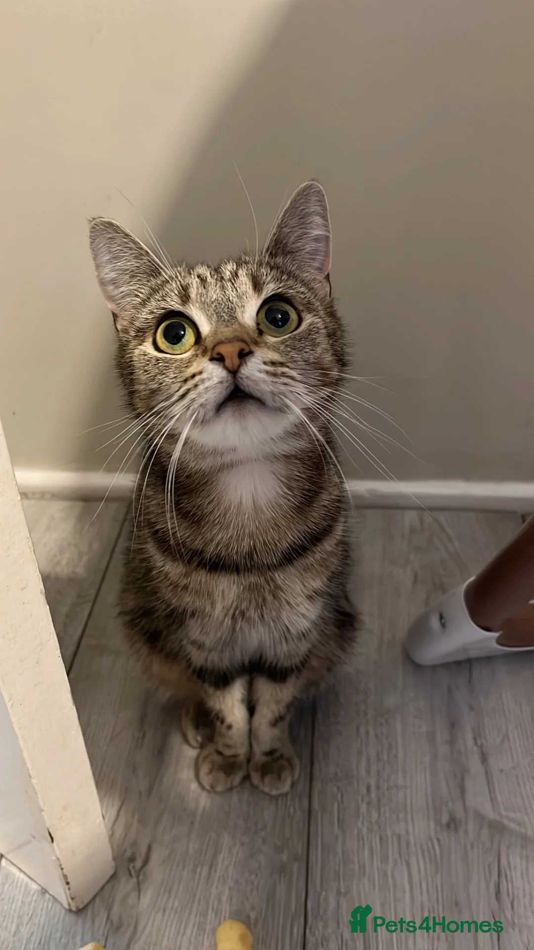 Mixed Breed cats for sale: 6 gorgeous kittens - Advert 1