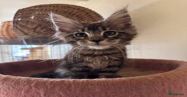 Maine Coon cats - Advert 6