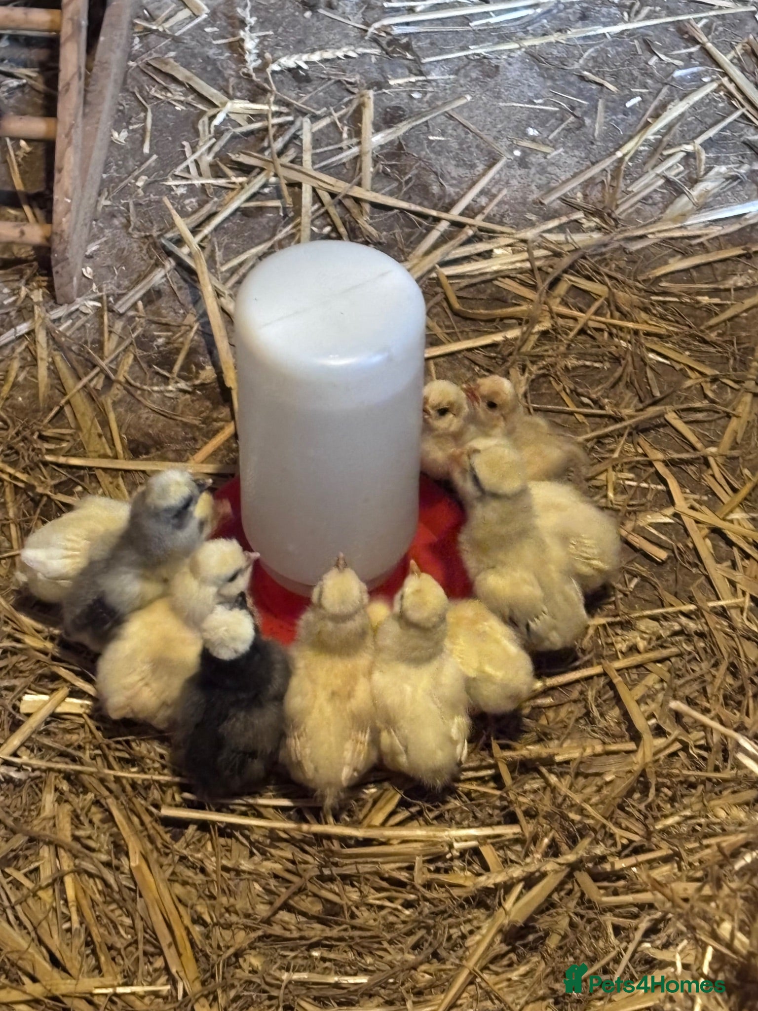 Chickens poultry Polish Bantam chicks - Advert 1