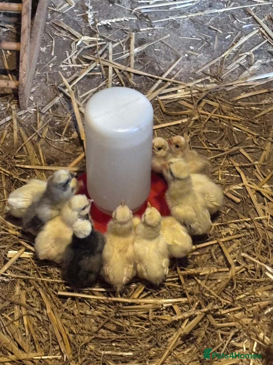 Chickens poultry for sale: Polish Bantam chicks in Lutterworth - Advert 1