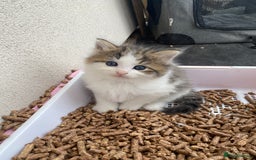 RagaMuffin cats for sale: Beautiful ragdoll x kittens 1 LEFT READY NOW - Image 36