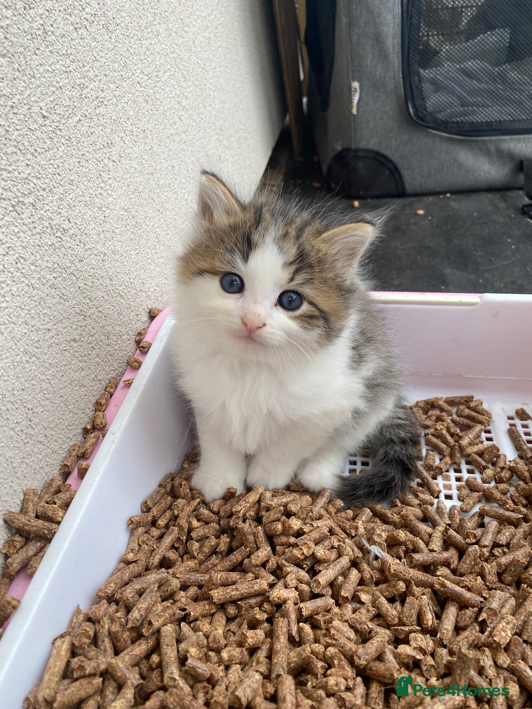 RagaMuffin cats for sale: Beautiful ragdoll x kittens 1 LEFT READY NOW - Image 36