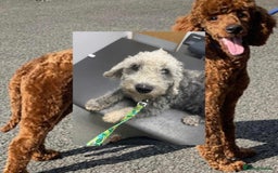 Mixed Breed dogs for sale: Lovely mix of curly haired babies - Image 1