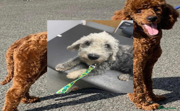 Mixed Breed dogs - Advert 1