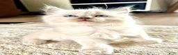 Ragdoll cats for sale: GCCF Blue point Ragdolls  - Advert 7