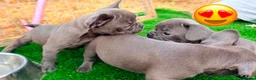 French Bulldog dogs for sale: Blue French bulldog puppies  - Advert 3