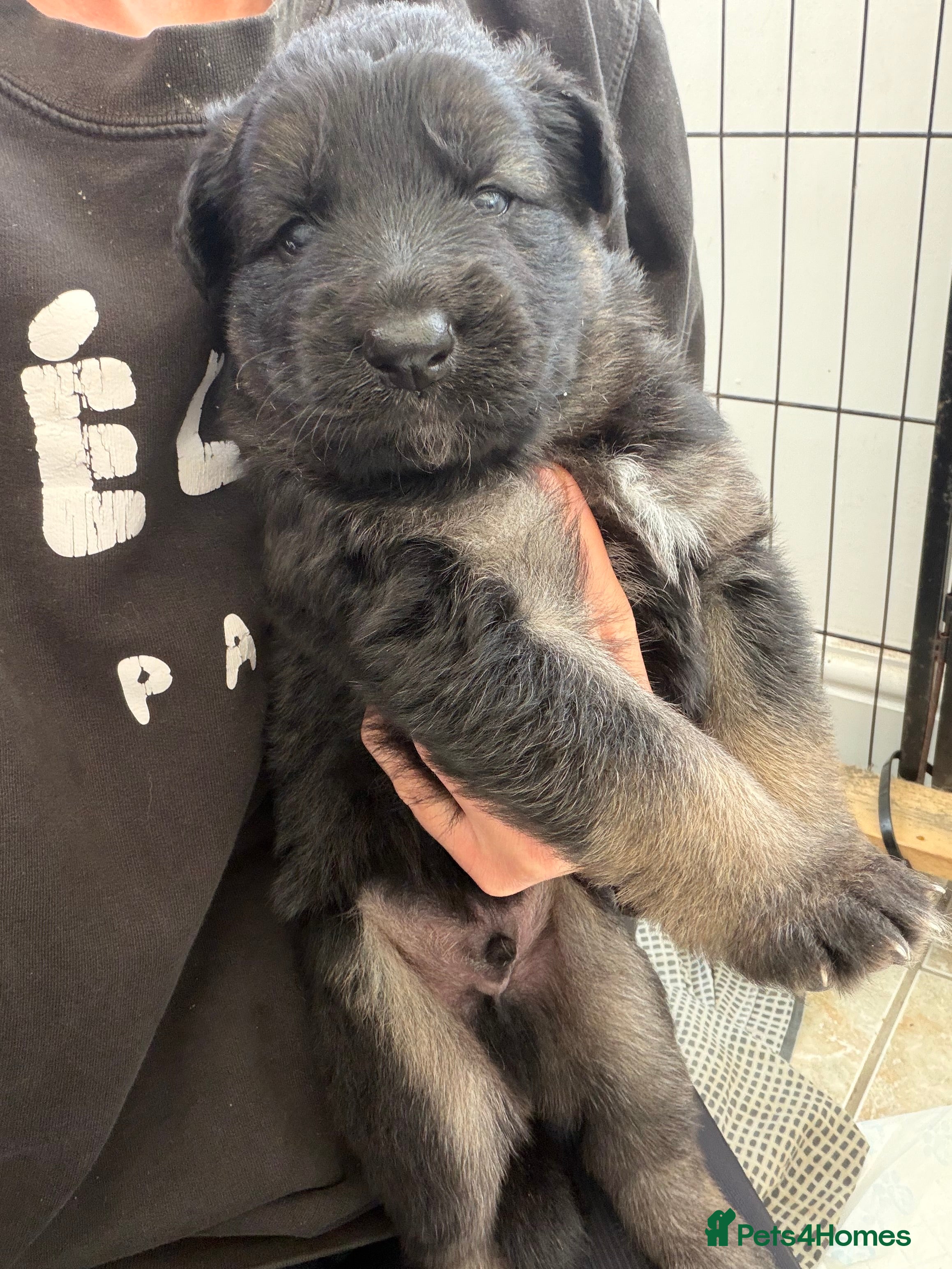 German Shepherd dogs Short haired German shepherd puppies  - Advert 2