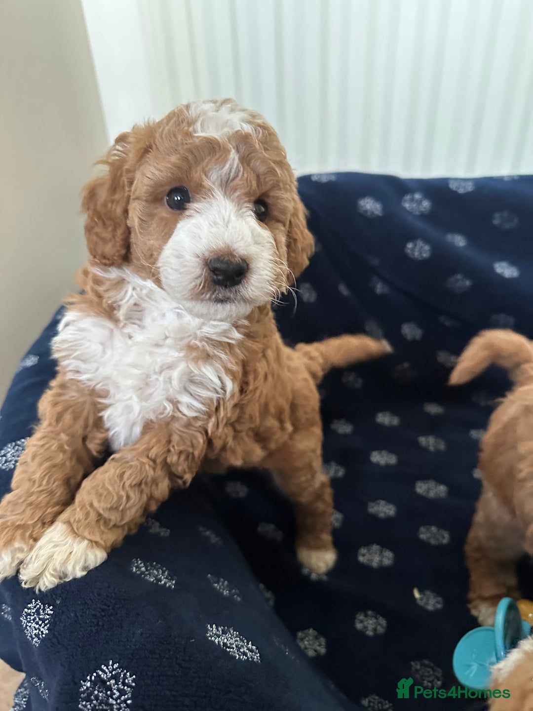 Australian Labradoodle dogs for sale: Australian Labradoodles - Image 7