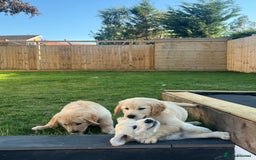 Golden Retriever dogs for sale: Teddy Bear Goldies - Image 8