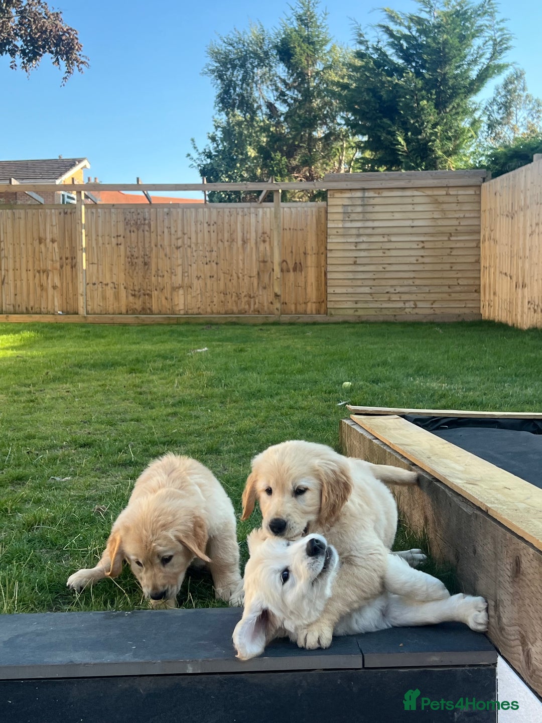 Golden Retriever dogs for sale: Teddy Bear Goldies - Image 8