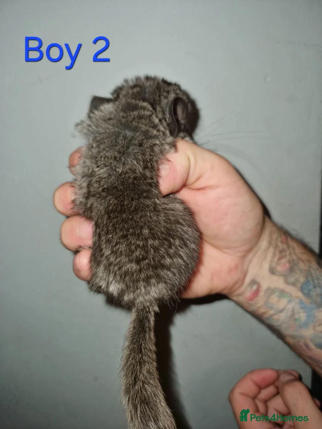 Chinchilla rodents for sale: 1 Female Chinchilla Kit Left - Advert 9