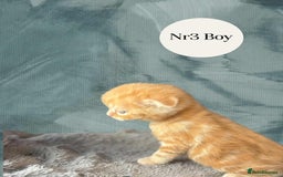 Scottish Fold cats for sale: 3 Scottish Fold Boys STILL AVAILABLE - Image 13