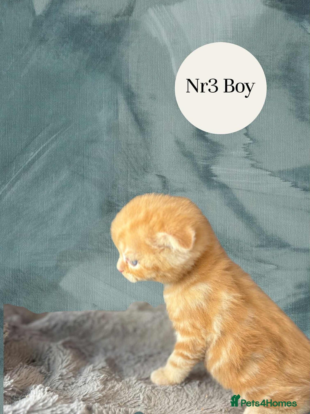 Scottish Fold cats for sale: 3 Scottish Fold Boys STILL AVAILABLE - Image 13