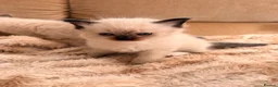 Ragdoll cats for sale: Beautiful Ragdoll kittens! in Fareham - Advert 6