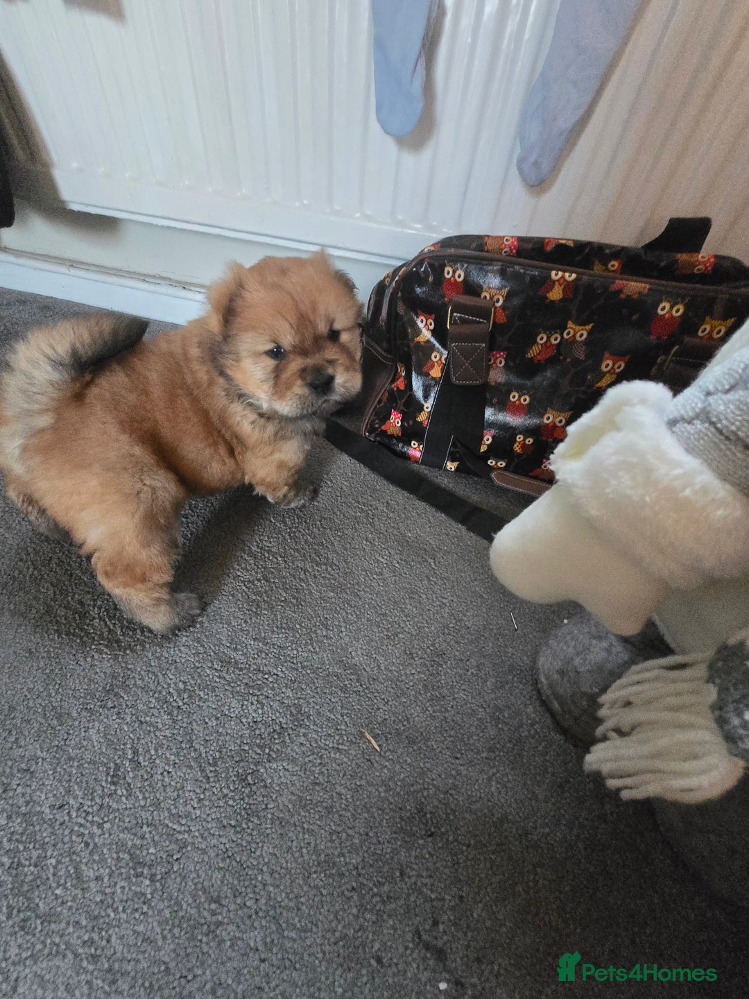 Chow Chow dogs for sale: Chow chow puppies - Advert 12