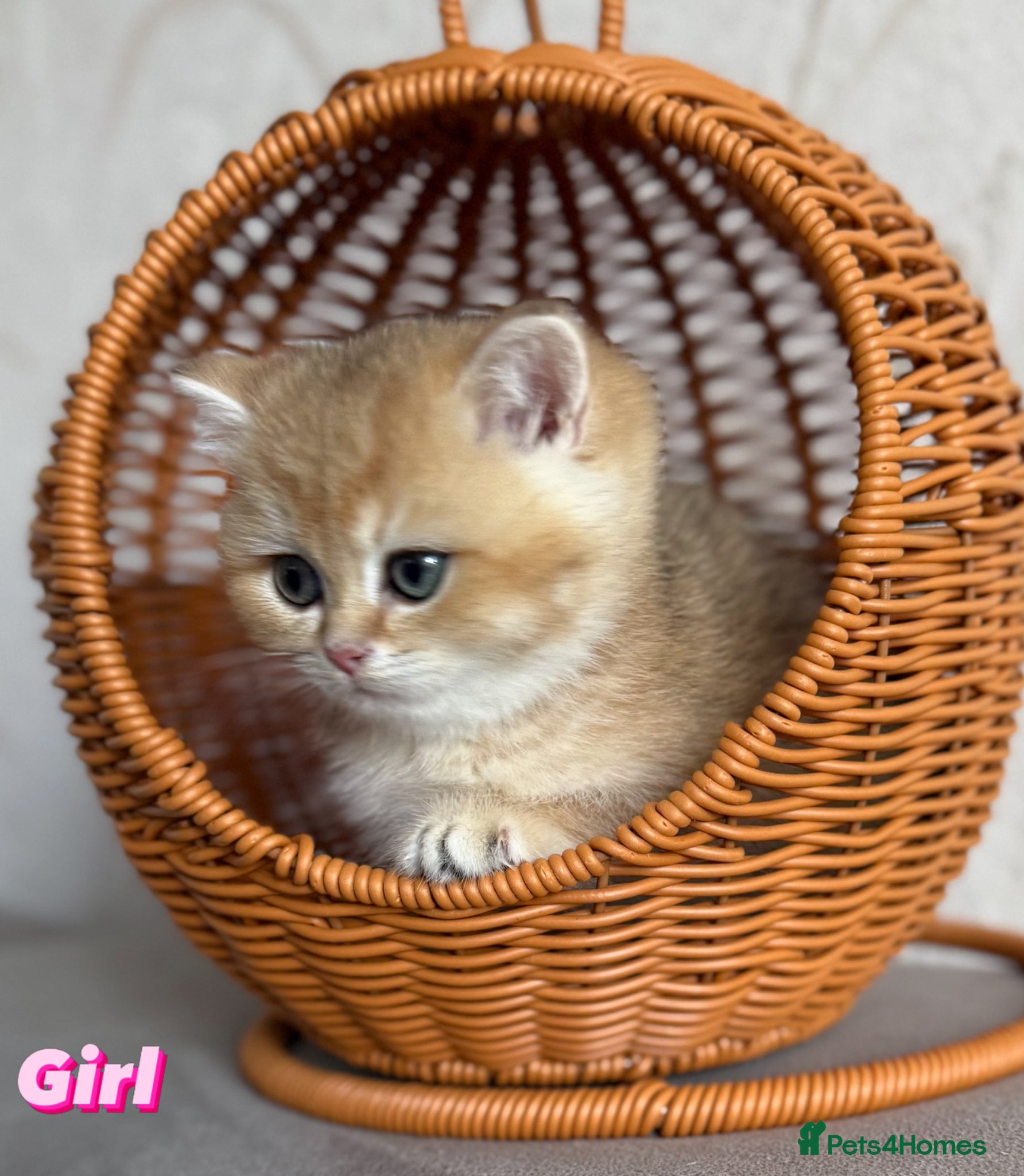 British Shorthair cats 🌟3 Adorable Golden  BSH kittens left 🌟 - Advert 13