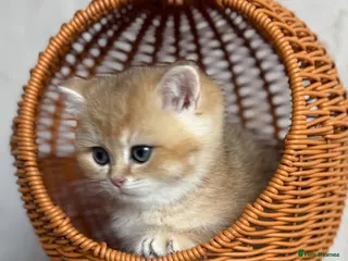 British Shorthair cats 🌟3 Adorable Golden BSH kittens left 🌟 - Advert 13