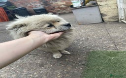 Pomeranian dogs for sale: Pomeranian spitzz - Image 1