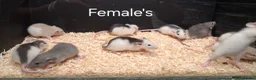 Rat rodents for sale: Baby Dumbo Rat's available, Males & Females  - Advert 12