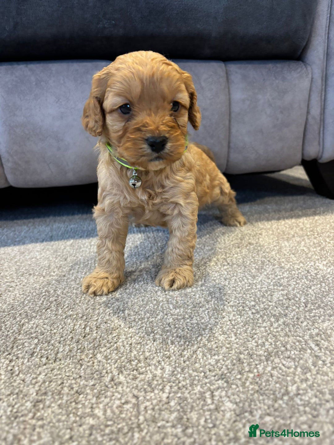 Cockapoo dogs for sale: Six stunning cockapoo puppies - Advert 25