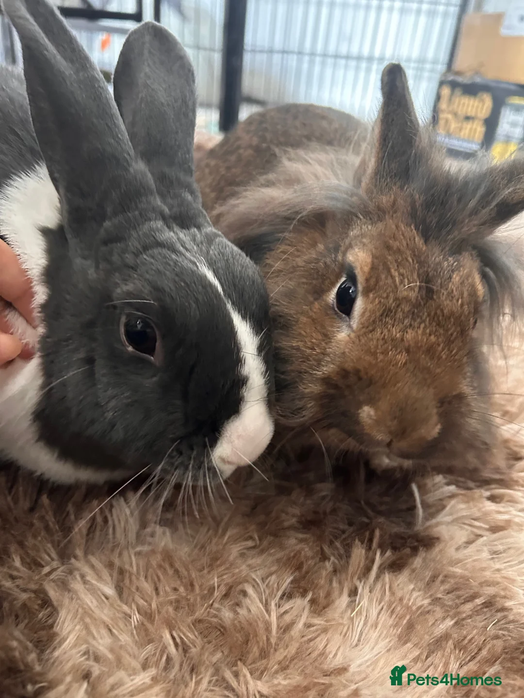 Dutch rabbits for sale: Two Micro-chipped bunnies vaccinated Rabbits - Advert 1