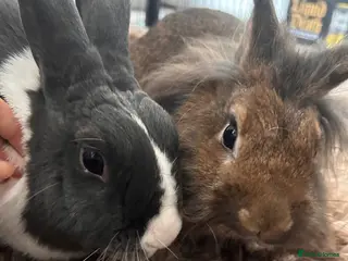 Dutch rabbits Two Micro-chipped bunnies vaccinated Rabbits - Advert 1