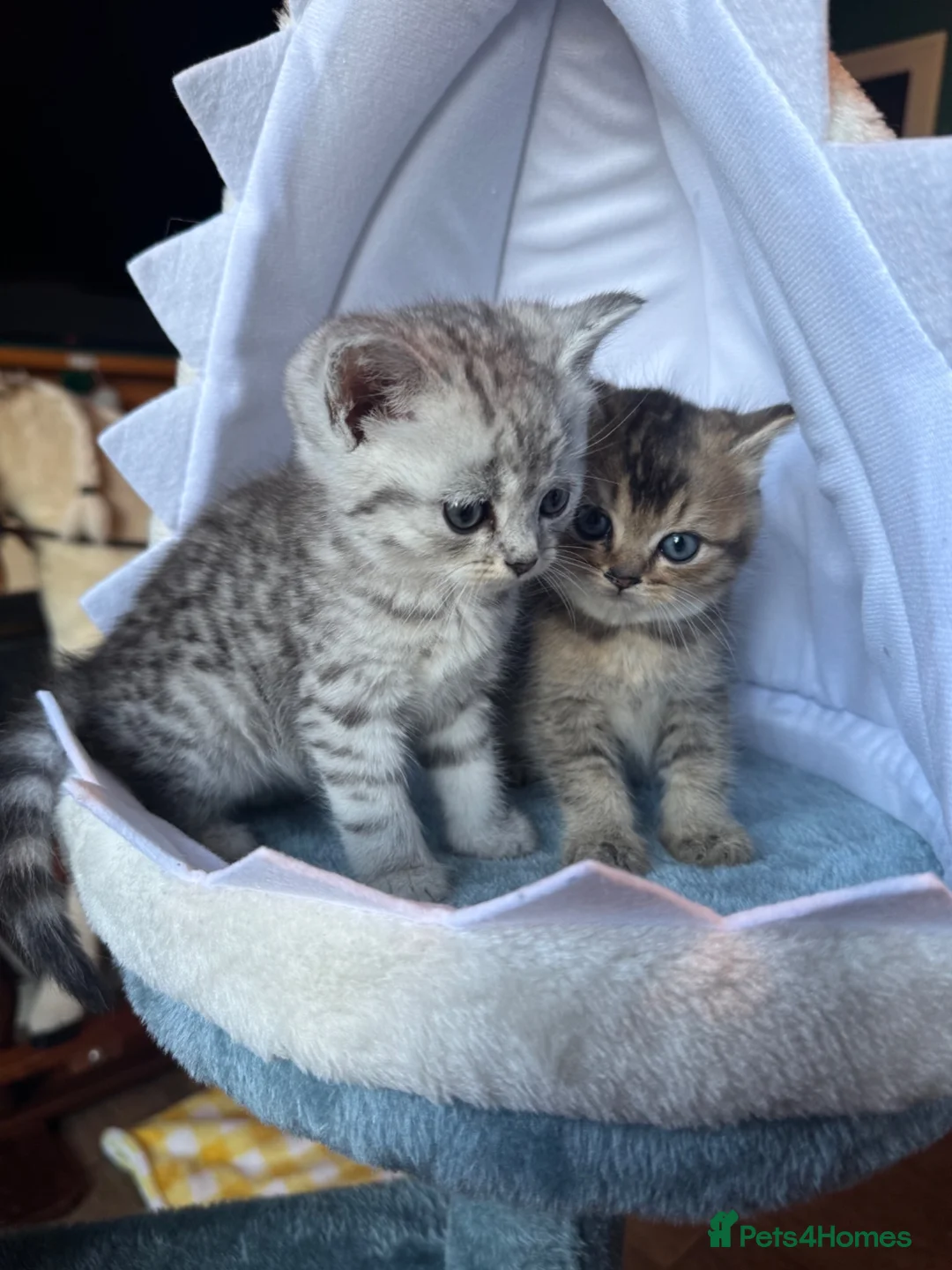 Mixed Breed cats for sale: Two beautiful kittens looking for their new home.  in Macclesfield - Advert 1
